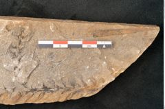 Foto (Detailansicht) von Voltzia heterophylla Brongniart (NHMW-GEO-2024-0188-11135)
